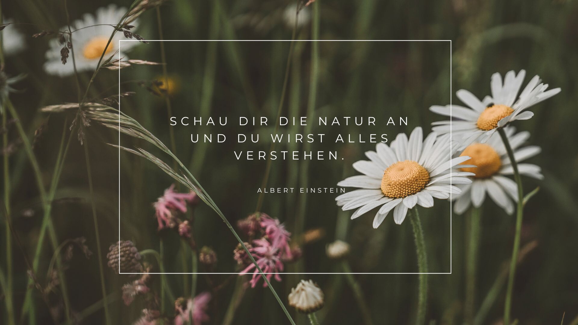Haeblingen 24