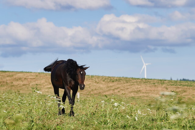 Stiftung Für Das Pferd